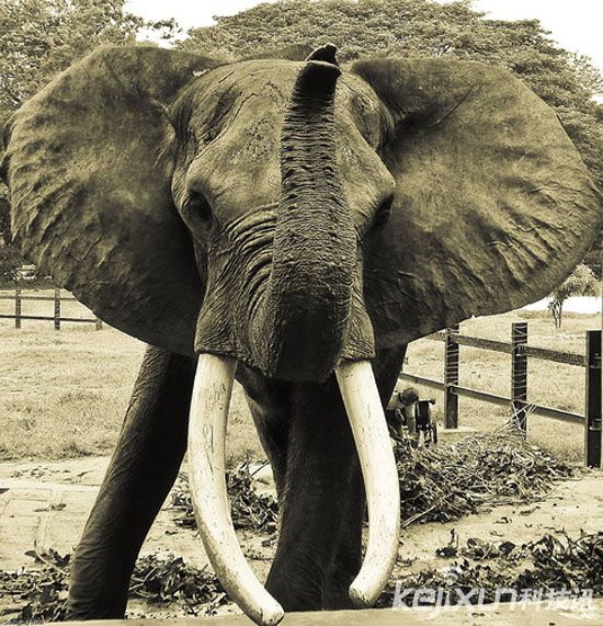 全球十大动物杀手:鲨鱼居然排名垫底