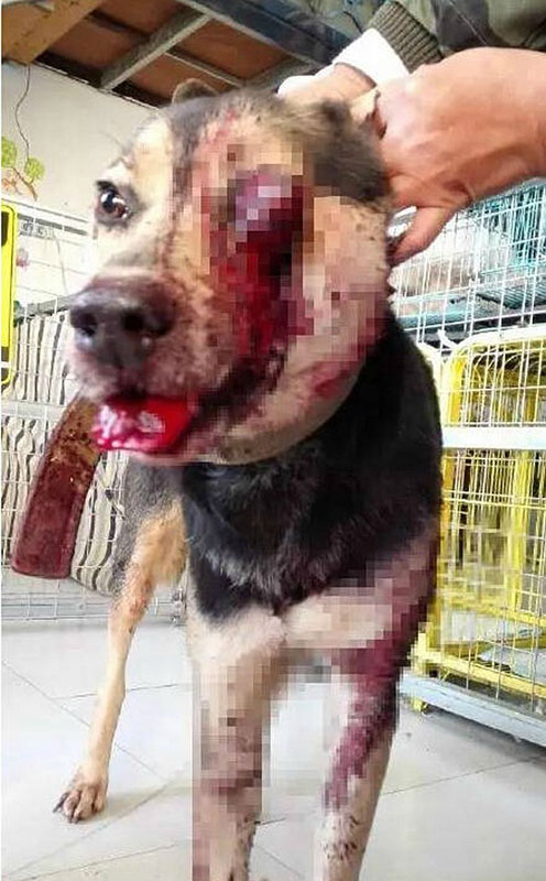 残忍!虐狗者铁棍打瞎小狗 获救时喝水染红水碗
