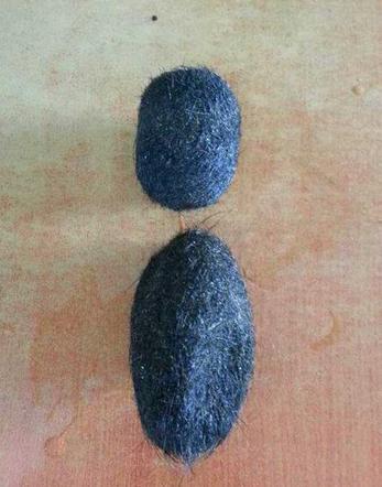  50万收购猪砂  腥味怪蛋到底有啥神奇价值?(组