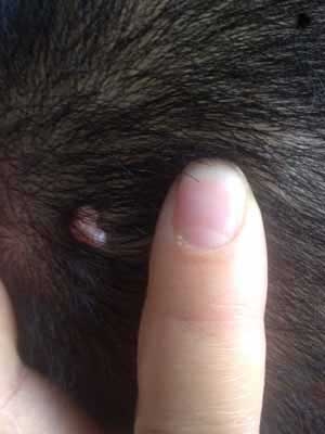 男子 福痣剃破发现癌变  盘点脸上50种痣分别代