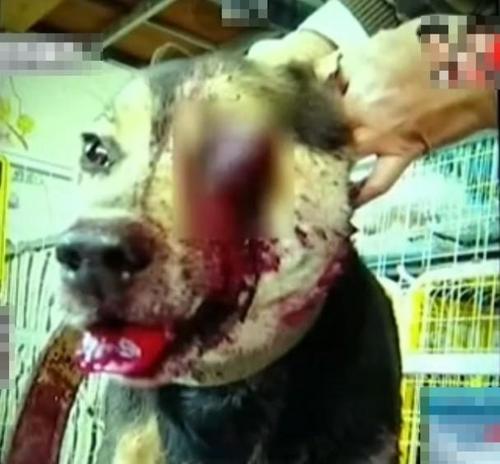 动物被虐待惨烈现场(组图)- 假装买狗偷走名犬 |