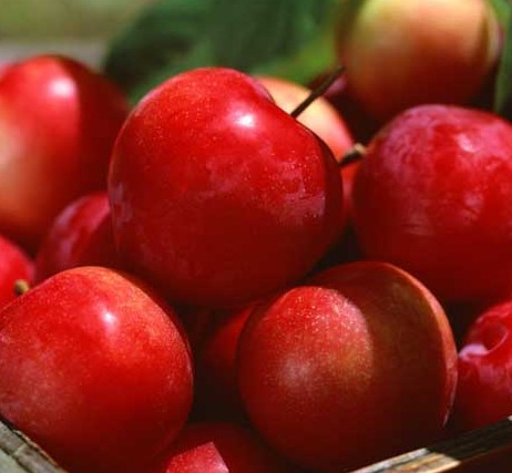 苹果越吃越长寿 8789788_255197.jpg