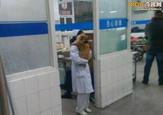 白衣天使护士抱宠物 狗上班被停职  网友:爱狗忘