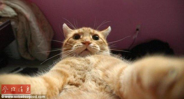 一只猫的自拍照片 8806491_893998.jpg
