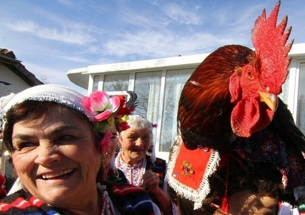 动物竟会说话 公鸡被宰前说话吓傻众人 鱼死前