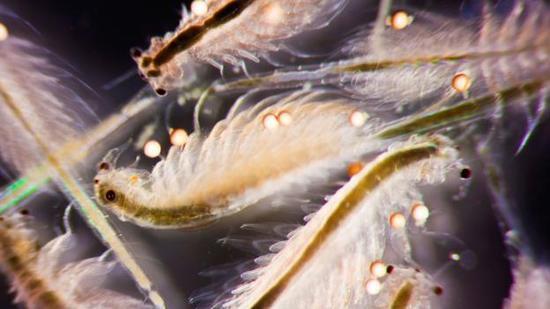 揭秘神奇卤虫生存之道:低湿休眠可维持万年生