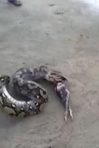 男子活捉了一只蛇 蛇为逃跑从肚子里吐出5只鸟