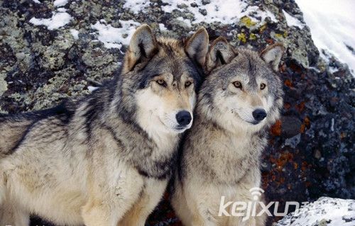 古巴猴面猪引围观 太恐怖了对人有影响吗?