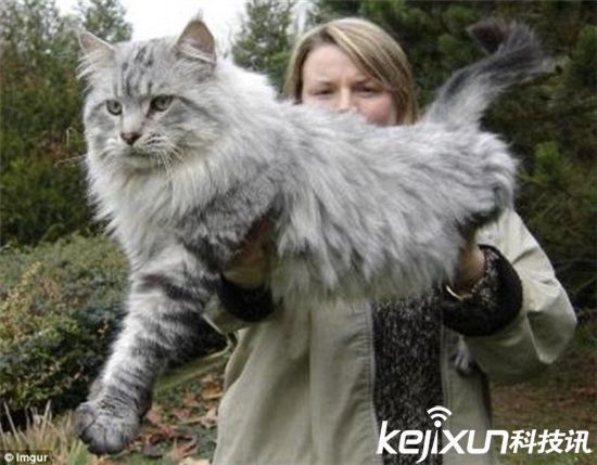 傲娇大猫来袭! 网友大晒巨型猫简直萌死人(组图)-傲娇大猫|巨型猫|萌死人|-东北网社会