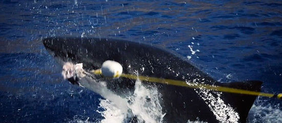 水下拍摄大白鲨猛撕金枪鱼 捕食画面震惊摄影