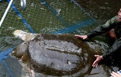 越南百年老鳖去世 现存数量极少目前仅知道4只