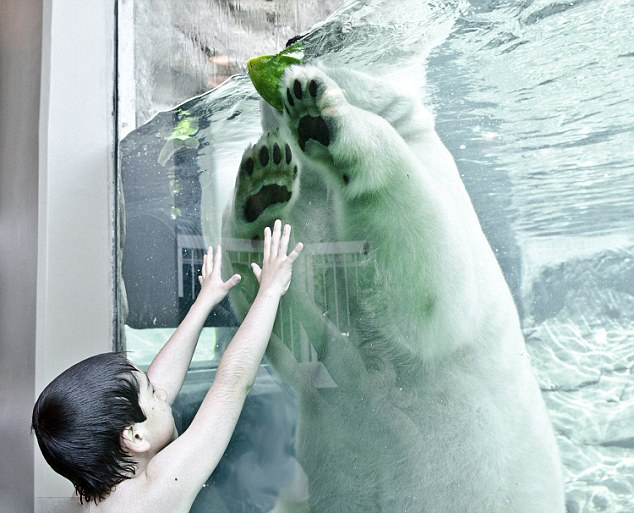 加拿大男童大胆亲吻萌态北极熊 场面温馨-北