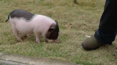 怎么养母猪下崽 8894444_133718.jpg