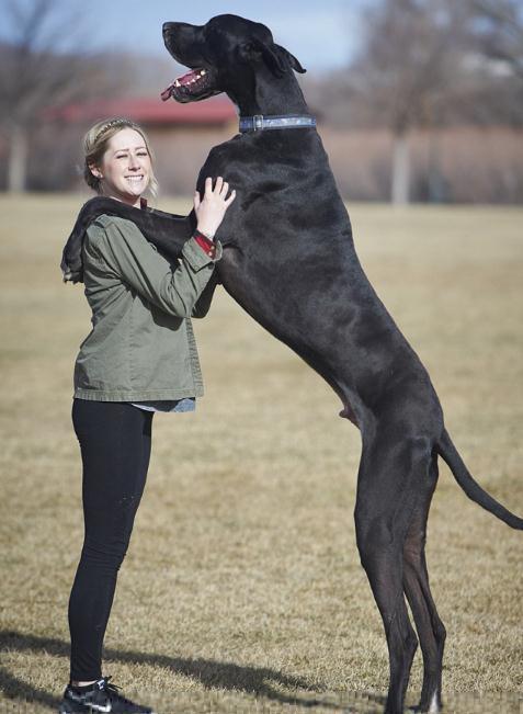 2.1米最高狗一顿能吃8杯狗粮 长相凶猛狗主表
