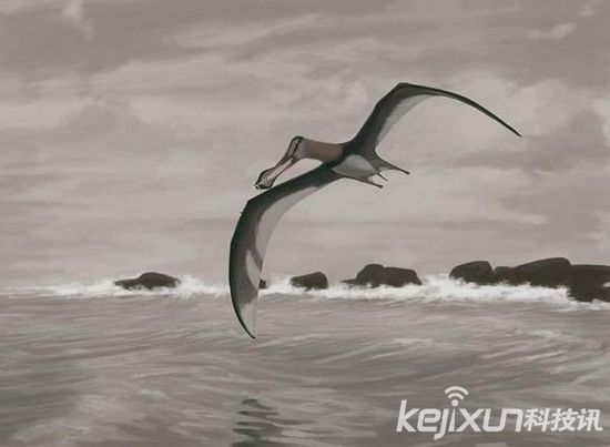 恶魔化身的神秘生物 南非闪电鸟喜喝人血