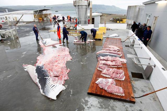 冰岛人不吃鲸鱼肉,为什么还要捕鲸?-鲸鱼|捕鲸