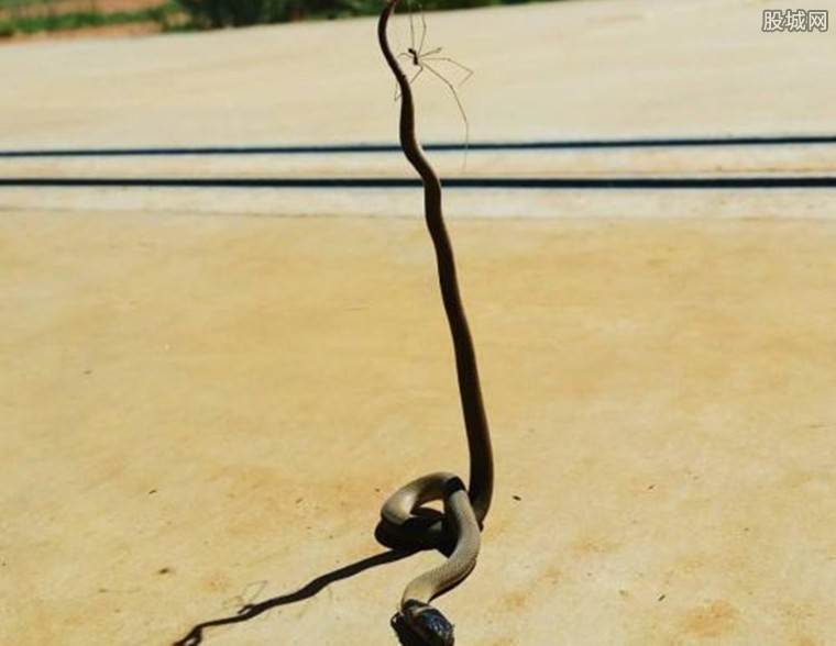  澳洲蜘蛛大战棕蛇  蜘蛛放大招致棕蛇惨死令人