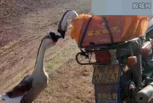  网红鹅已被宰杀  它们的秀恩爱方式秒杀众情侣