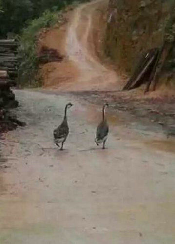  网红鹅被宰杀 吃了 网友难过朋友圈刷爆过版本