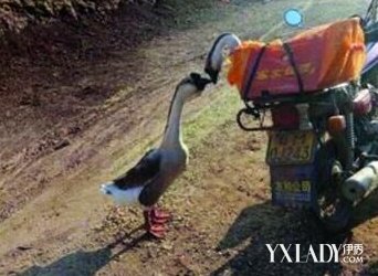 【图】 网红鹅被宰杀  主人:十动然下下锅来世做