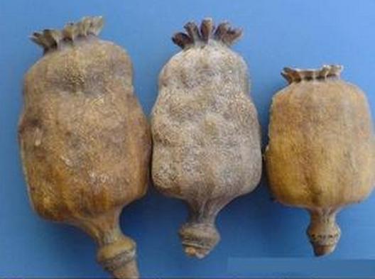  吃拌面尿检呈阳性  莫名前途破碎罪魁祸首竟是