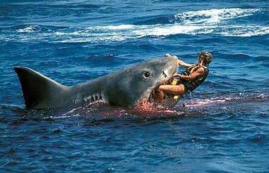 南非一妹子去冲浪,一不小心身后跟了5只鲨鱼,