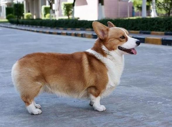  柯基被当野狗打死  名贵犬被工人打死并剥皮吃