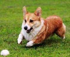  柯基被当野狗打死  1.2万柯基犬被打死吃肉 揭秘