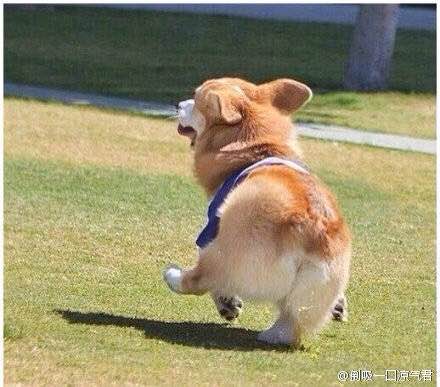  柯基被当野狗打死  竟是被工人炖了- 柯基被当野 