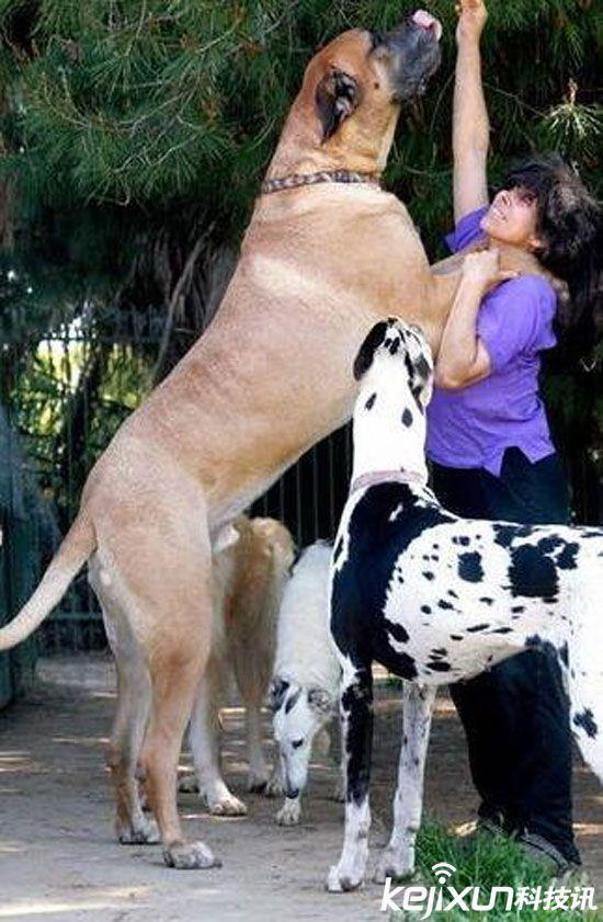 世界上最大的狗:高加索犬被赞"犬中之王"