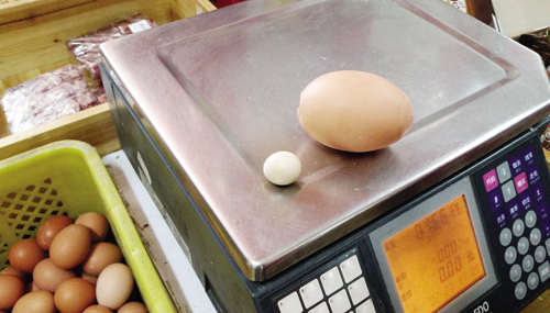 的战斗机产下3两多大鸡蛋 是普通鸡蛋重量的