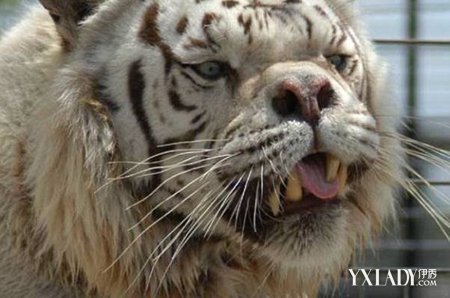  世界最丑老虎 (5)图片  世界最丑老虎 (5)图片大全