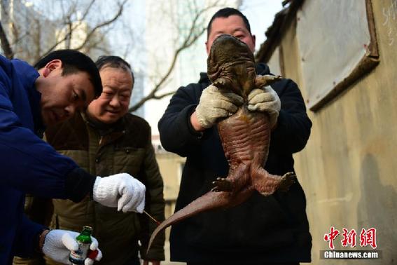  污水处理 厂 现娃娃鱼  系珍稀濒危的国家二级保