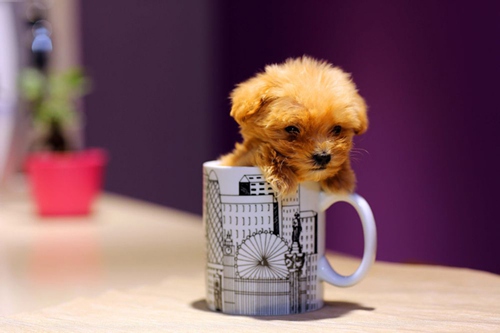  路边抱走3万泰迪  双方上演夺狗大战(组图)或