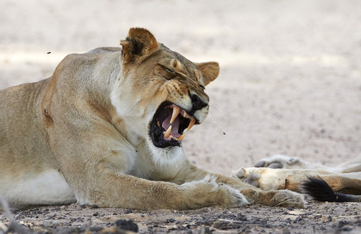 为什么叫三角白狮子 9025165_720439.jpg