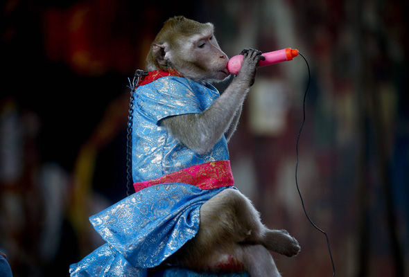 泰国猴子透过腹语演戏