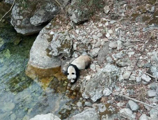  村民偶遇熊猫喝水  国宝居然会醉水?--东北网