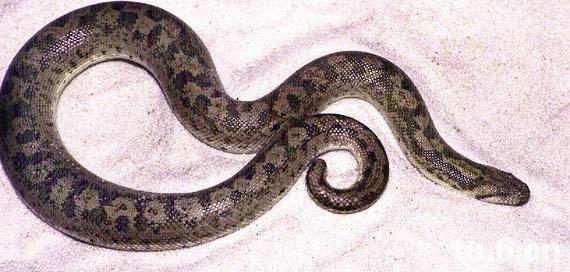 蛇是怎么叫的怎么走的 9046773_627787.jpg