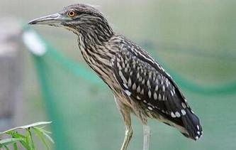  四川现最神秘鸟 :比大熊猫还要珍贵?-神秘,|海南