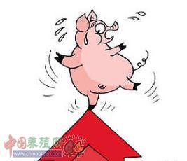 猪粮比价黄色预警 近期生猪价格居于高位-猪粮