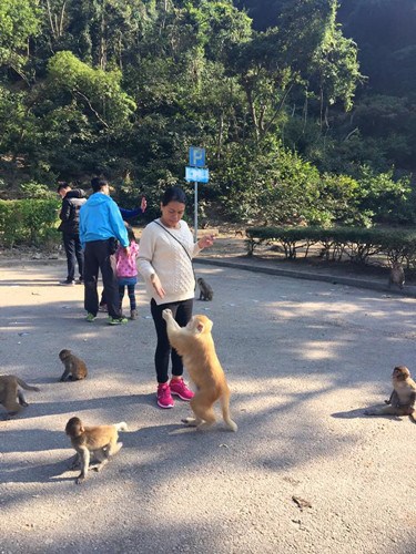 香港发生虐猴案 一休班警员涉嫌用气枪射猴被捕