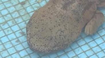  净水厂现四脚鱼 :活久见!放在地上还会四处走!-