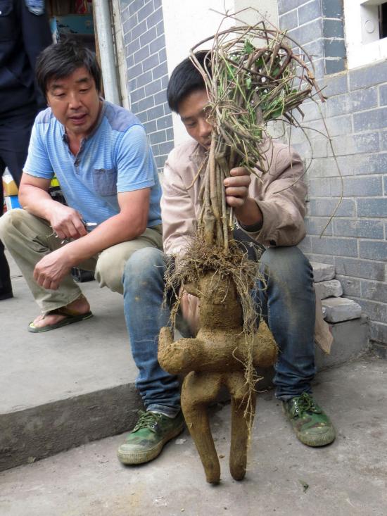  男子卖女性何首乌 :何首乌有女性器官轮廓- 男子 