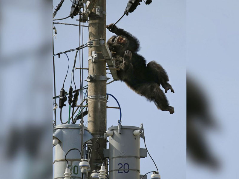 日本黑猩猩越狱后爬上电线杆耀武扬威 2小时