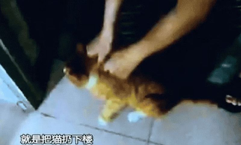 广州高校男生把猫残忍扔下楼 道歉信曝光