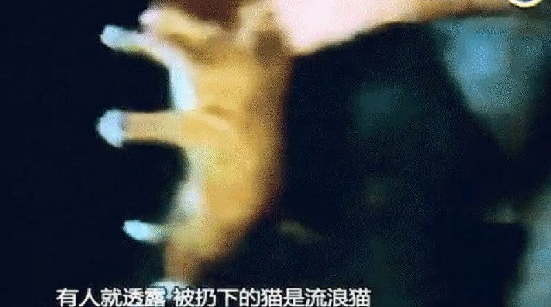 广州高校男生把猫残忍扔下楼 道歉信曝光