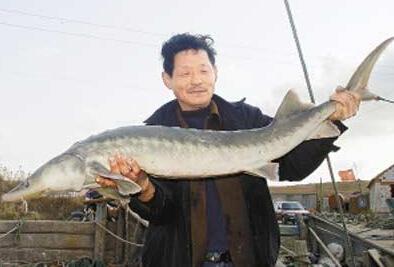 渔民网获中华鲟 鲟身长约80厘米随后被放生-渔