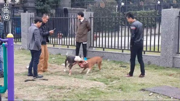 凄惨! 老太遭两狗撕咬  耳朵被咬掉头被撕咬为何