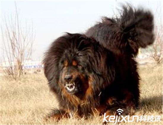 世界最凶悍的犬类排行 最厉害的狗有哪些？