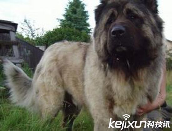 世界最凶悍的犬类排行 最厉害的狗有哪些？